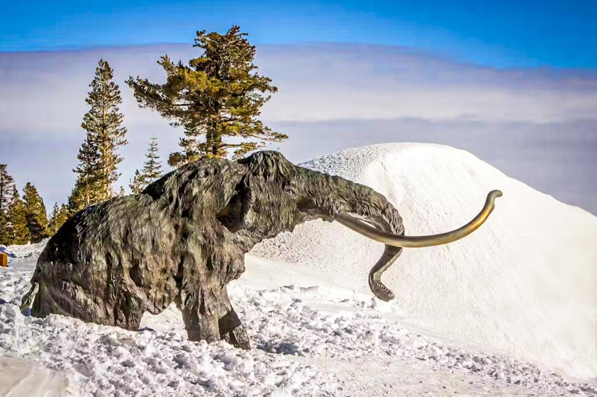 Snowflower 21 Mammoth Lakes Exteriör bild